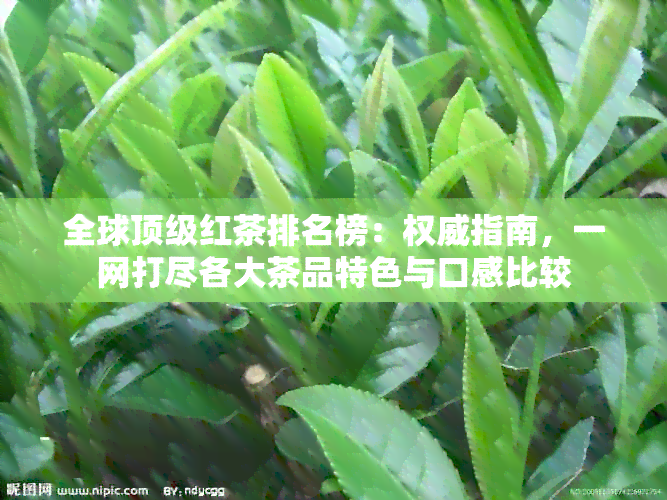 全球顶级红茶排名榜：权威指南，一网打尽各大茶品特色与口感比较