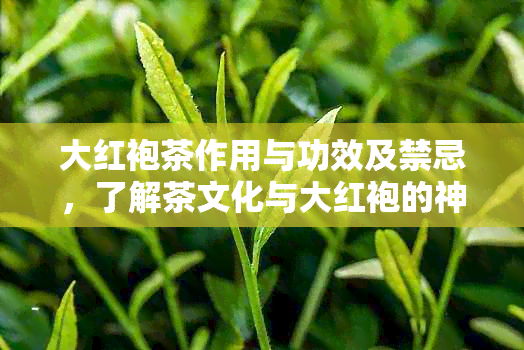 大红袍茶作用与功效及禁忌，了解茶文化与大红袍的神奇之处