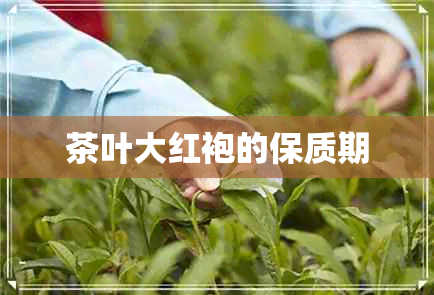 茶叶大红袍的保质期