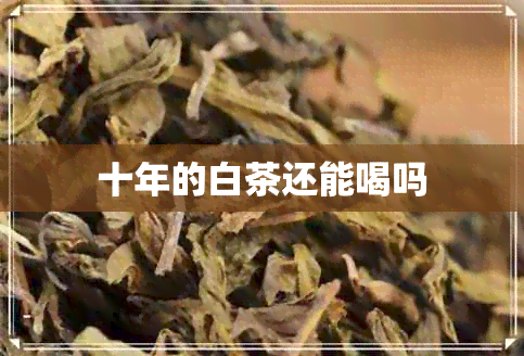 十年的白茶还能喝吗