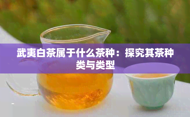 武夷白茶属于什么茶种：探究其茶种类与类型