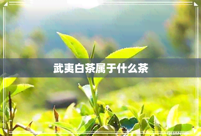 武夷白茶属于什么茶