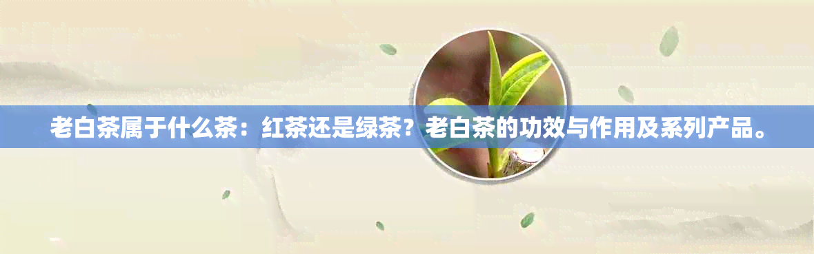 老白茶属于什么茶：红茶还是绿茶？老白茶的功效与作用及系列产品。