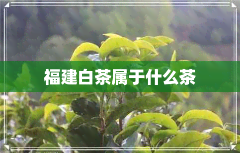 福建白茶属于什么茶