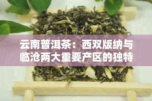 云南普洱茶：西双版纳与临沧两大重要产区的独特地理环境与生长条件