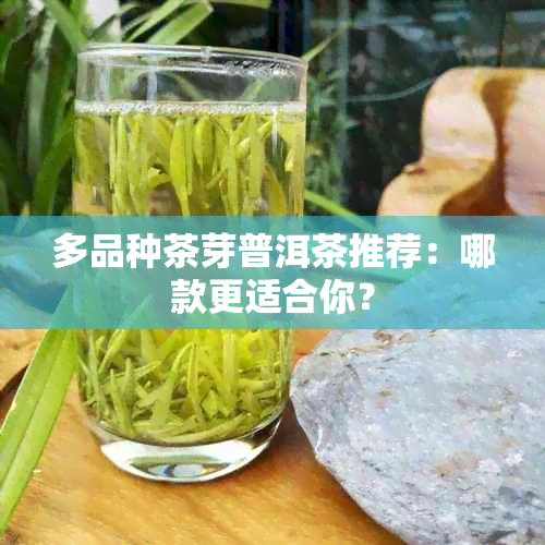 多品种茶芽普洱茶推荐：哪款更适合你？