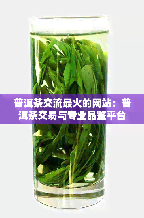 普洱茶交流最火的网站：普洱茶交易与专业品鉴平台