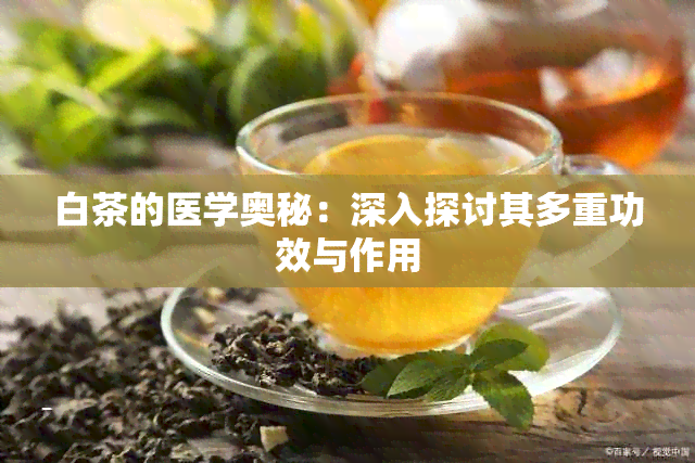 白茶的医学奥秘：深入探讨其多重功效与作用