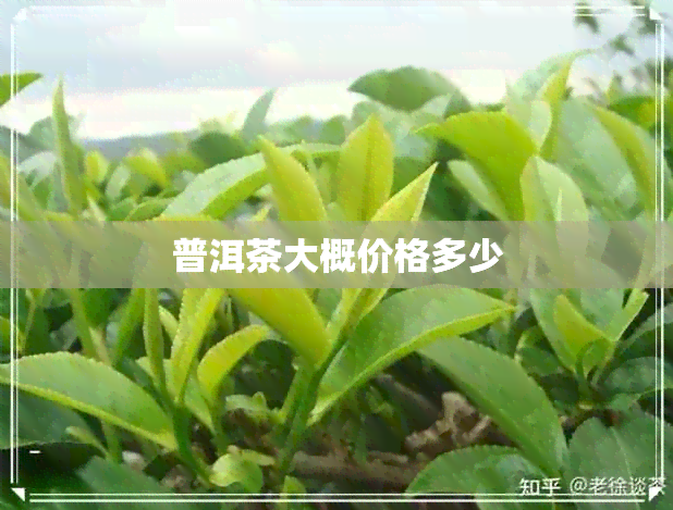 普洱茶大概价格多少