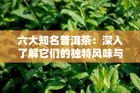 六大知名普洱茶：深入了解它们的独特风味与价值