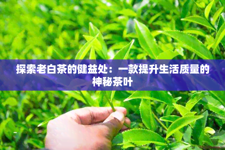 探索老白茶的健益处：一款提升生活质量的神秘茶叶