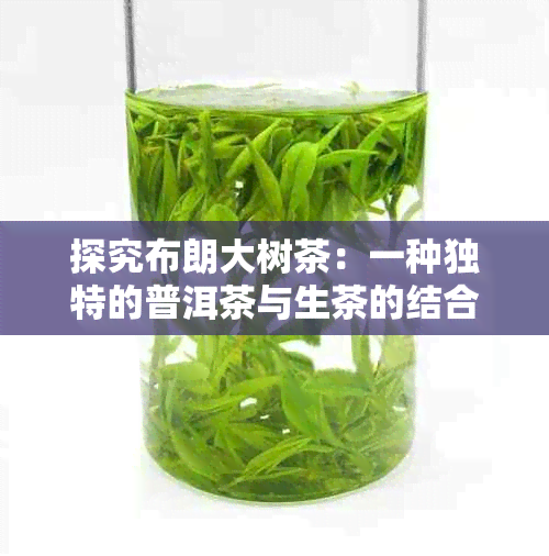 探究布朗大树茶：一种独特的普洱茶与生茶的结合之美