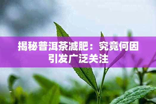 揭秘普洱茶减肥：究竟何因引发广泛关注