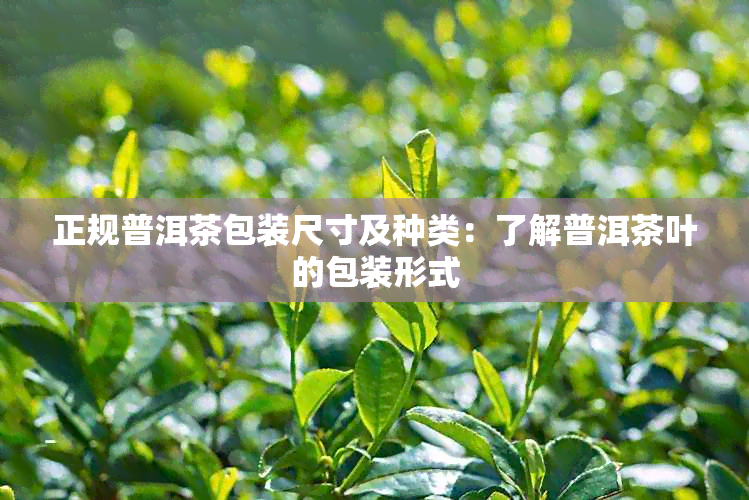 正规普洱茶包装尺寸及种类：了解普洱茶叶的包装形式