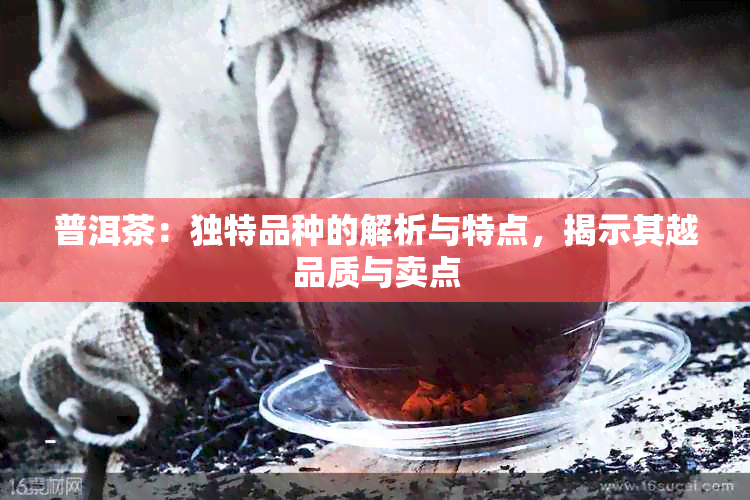 普洱茶：独特品种的解析与特点，揭示其越品质与卖点