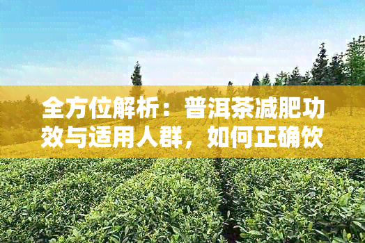 全方位解析：普洱茶减肥功效与适用人群，如何正确饮用以达到效果