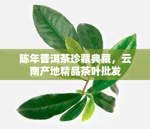 陈年普洱茶珍藏典藏，云南产地精品茶叶批发