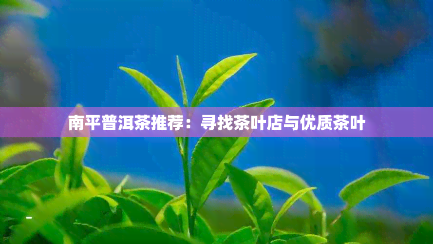 南平普洱茶推荐：寻找茶叶店与优质茶叶