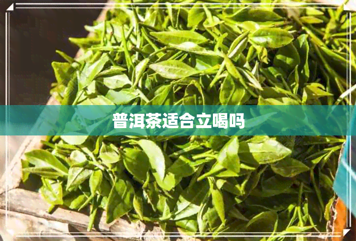 普洱茶适合立喝吗