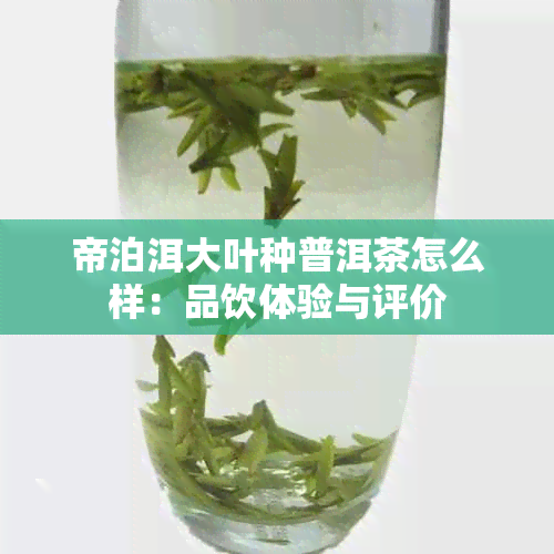 帝泊洱大叶种普洱茶怎么样：品饮体验与评价