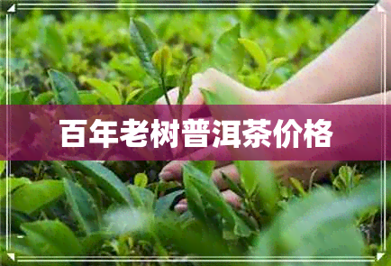 百年老树普洱茶价格