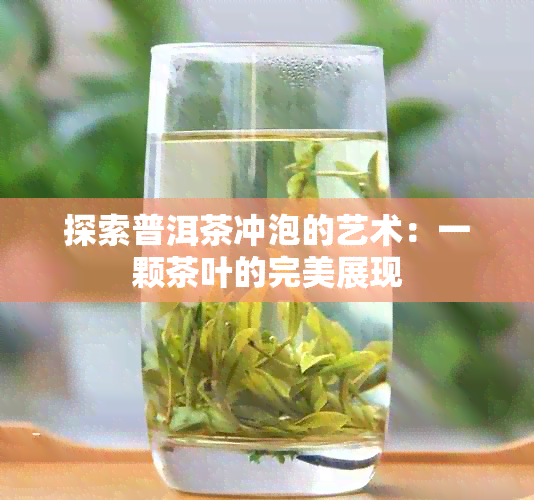 探索普洱茶冲泡的艺术：一颗茶叶的完美展现