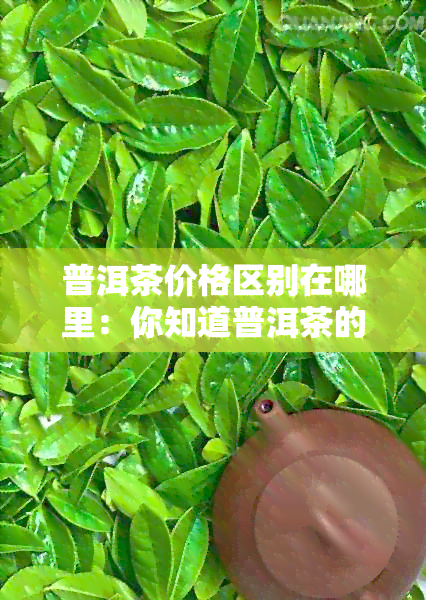 普洱茶价格区别在哪里：你知道普洱茶的价格区间和一般价位吗？