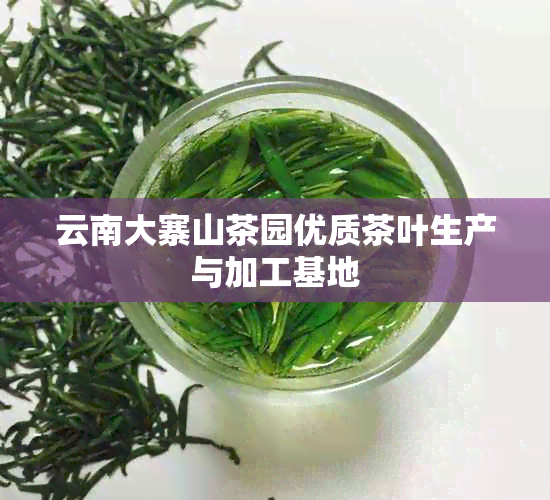 云南大寨山茶园优质茶叶生产与加工基地