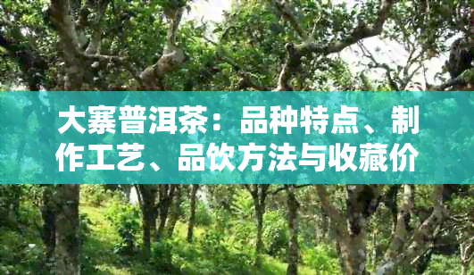 大寨普洱茶：品种特点、制作工艺、品饮方法与收藏价值全面解析