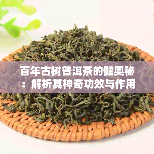 百年古树普洱茶的健奥秘：解析其神奇功效与作用