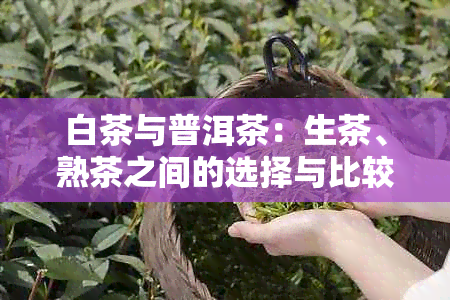 白茶与普洱茶：生茶、熟茶之间的选择与比较