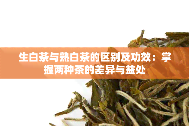 生白茶与熟白茶的区别及功效：掌握两种茶的差异与益处