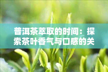 普洱茶萃取的时间：探索茶叶香气与口感的关键因素