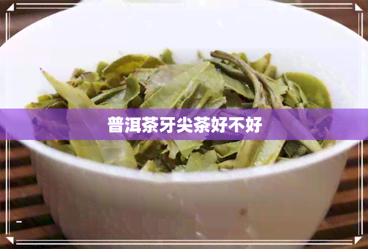 普洱茶牙尖茶好不好