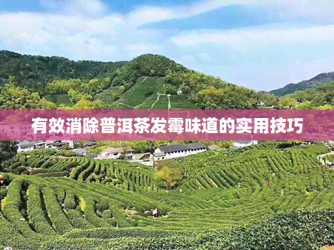 有效消除普洱茶发霉味道的实用技巧