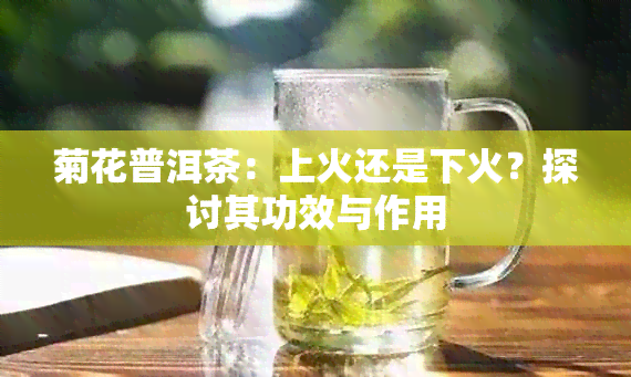 菊花普洱茶：上火还是下火？探讨其功效与作用