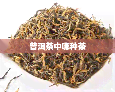 普洱茶中哪种茶