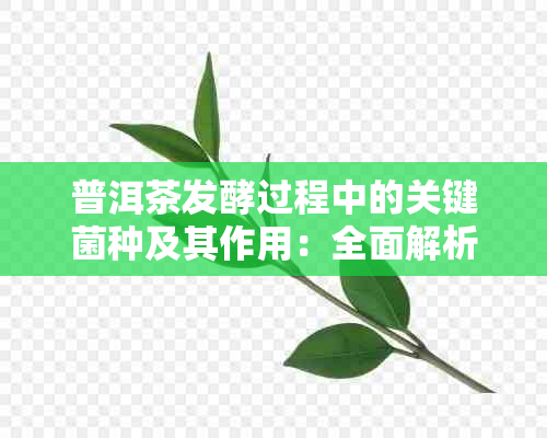 普洱茶发酵过程中的关键菌种及其作用：全面解析