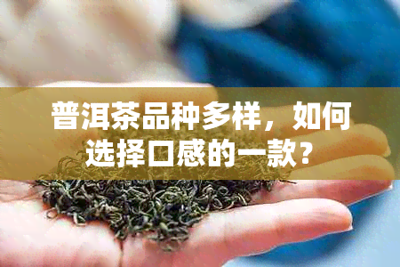 普洱茶品种多样，如何选择口感的一款？