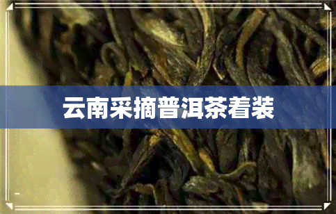 云南采摘普洱茶着装