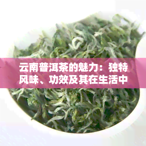 云南普洱茶的魅力：独特风味、功效及其在生活中的应用