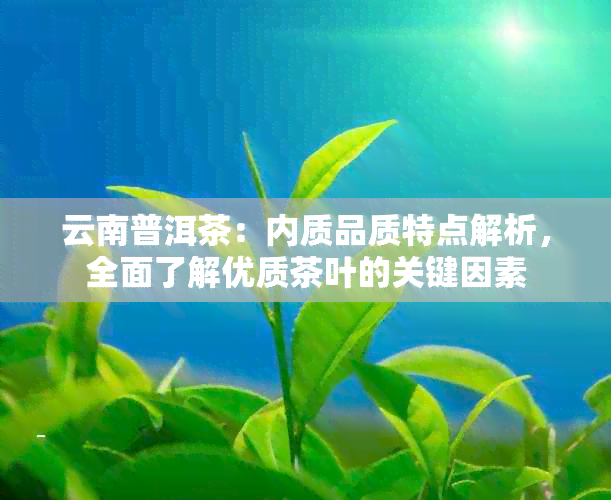 云南普洱茶：内质品质特点解析，全面了解优质茶叶的关键因素