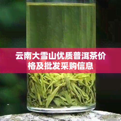 云南大雪山优质普洱茶价格及批发采购信息