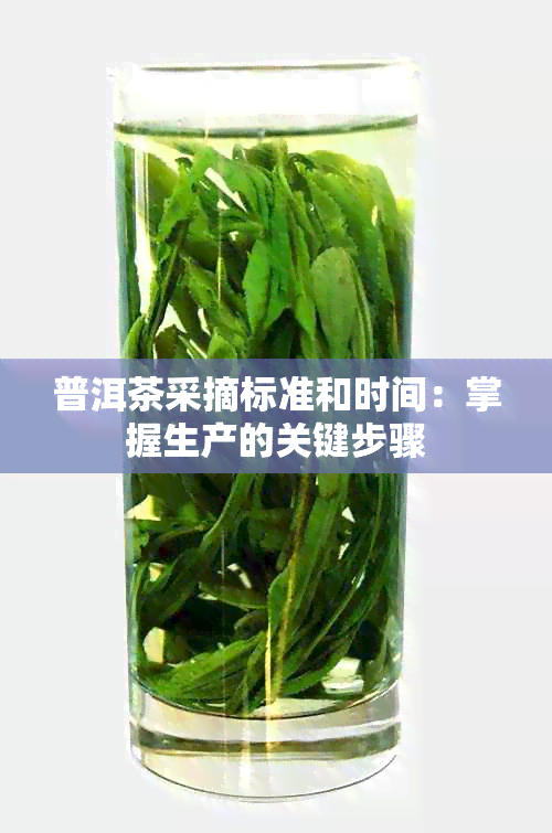 普洱茶采摘标准和时间：掌握生产的关键步骤