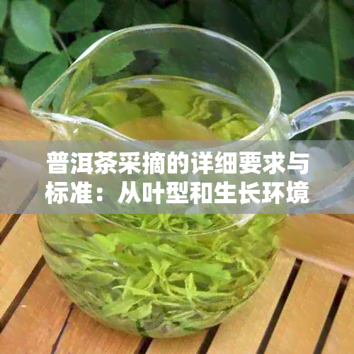 普洱茶采摘的详细要求与标准：从叶型和生长环境解析优质茶叶挑选方法