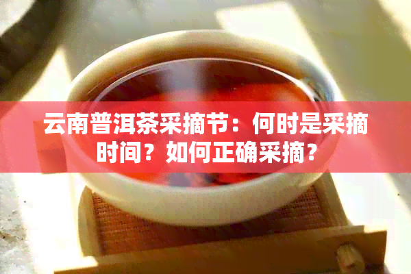 云南普洱茶采摘节：何时是采摘时间？如何正确采摘？