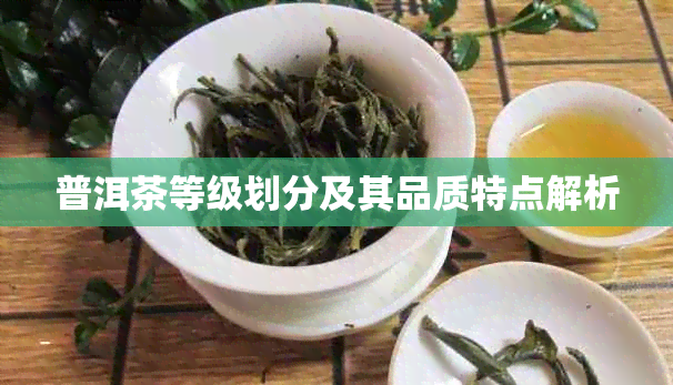 普洱茶等级划分及其品质特点解析