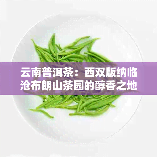 云南普洱茶：西双版纳临沧布朗山茶园的醇香之地