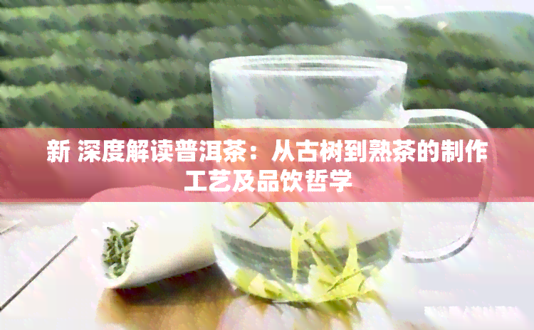 新 深度解读普洱茶：从古树到熟茶的制作工艺及品饮哲学