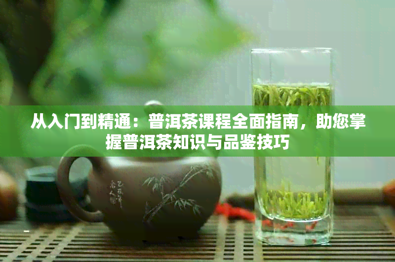 从入门到精通：普洱茶课程全面指南，助您掌握普洱茶知识与品鉴技巧